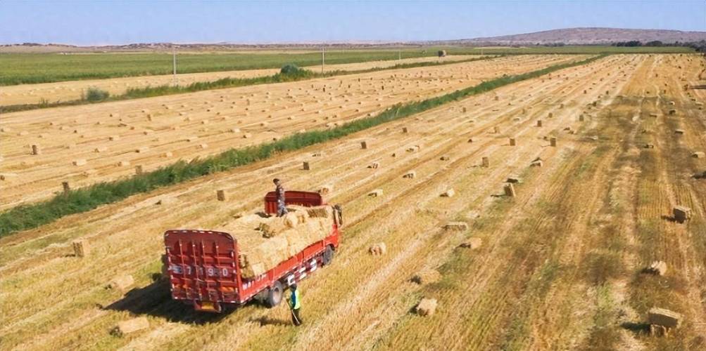 阿布勒马金加大饲草料储备力度,现已储备了50吨青贮玉米,200包麦草